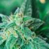 Topaz T25 Kush Cookies