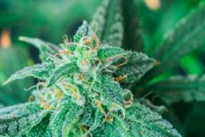 Topaz T25 Kush Cookies
