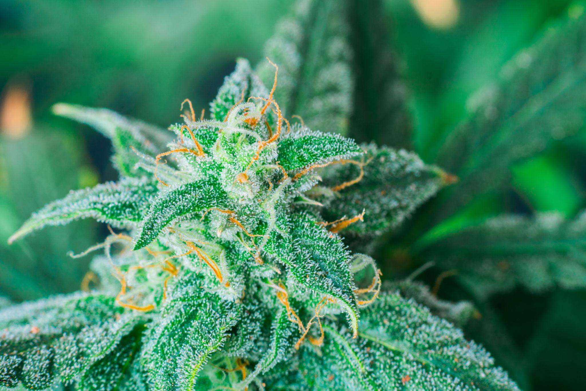 Topaz T25 Kush Cookies