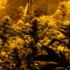 Topaz T25 Kush Cookies