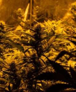 Topaz T25 Kush Cookies