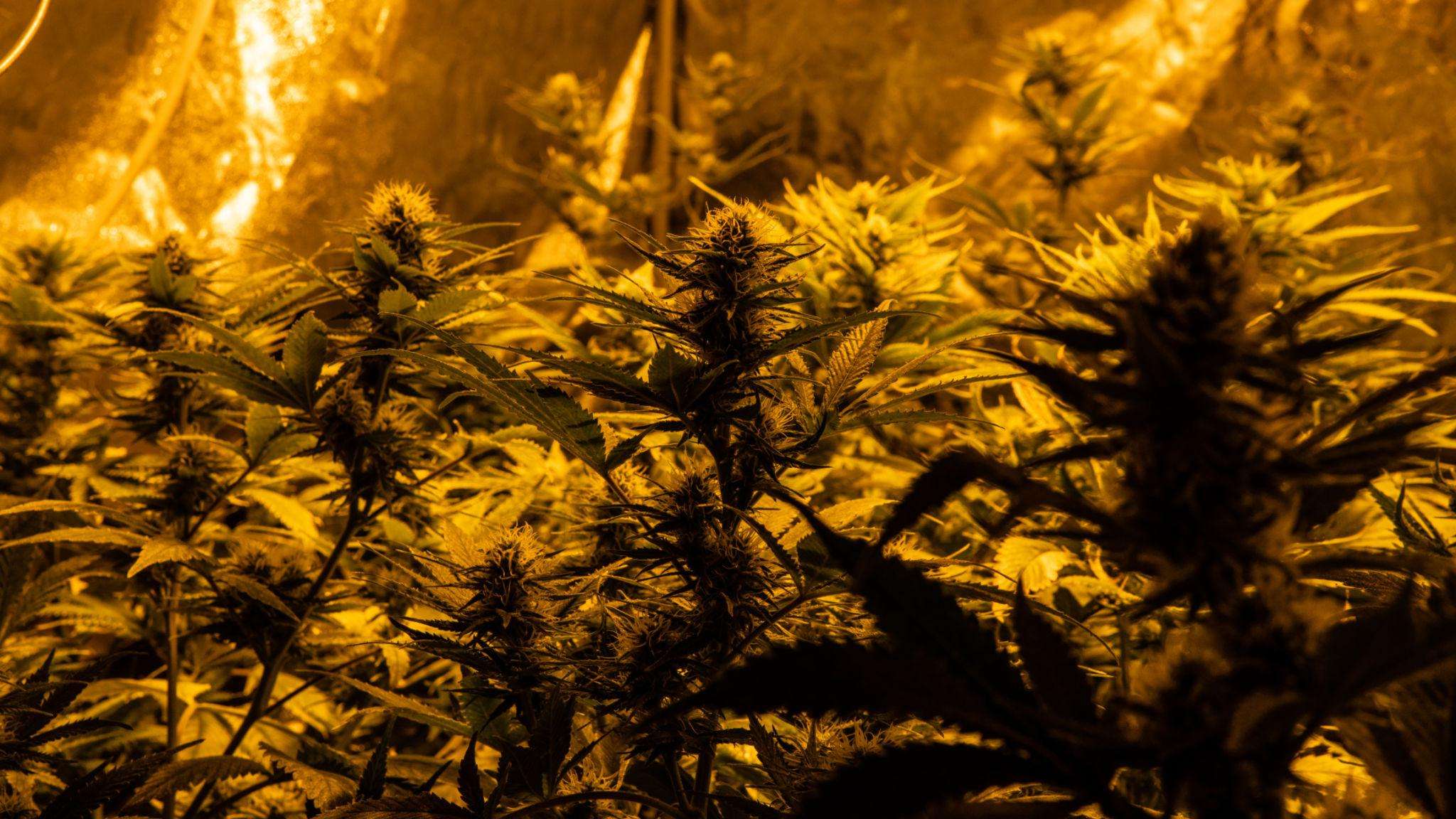 Topaz T25 Kush Cookies
